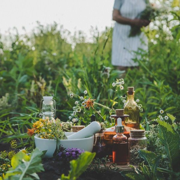 old woman collects medical herbs from garden